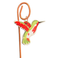 Mini Red Hummingbird Plant Pic