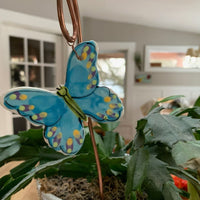 Blue Butterfly Plant Pic